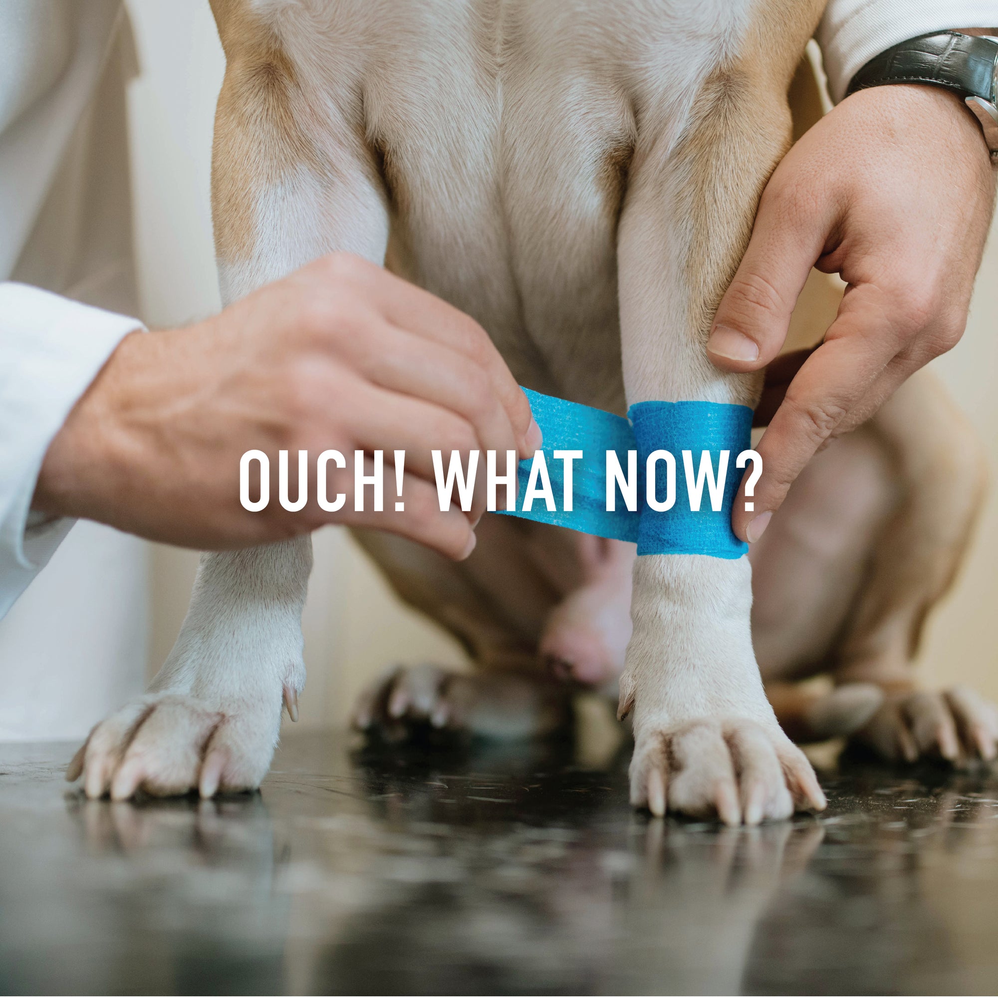What to Do When Your Pet Gets a Cut, Rash, or Wound