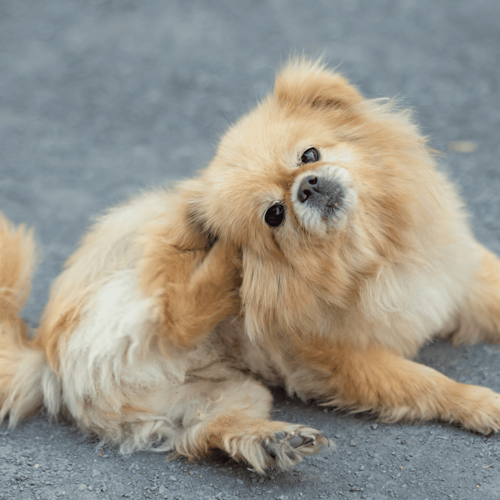 Photo inspiration: Human Shampoo Stimulates Skin Issues In Dogs Reference: Common Skin Issues In Dogs And How To Treat Them