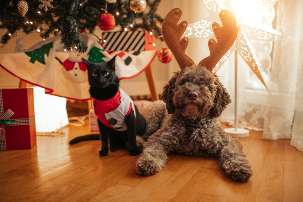 Tips to Keep Your Pets Safe This Holiday Season