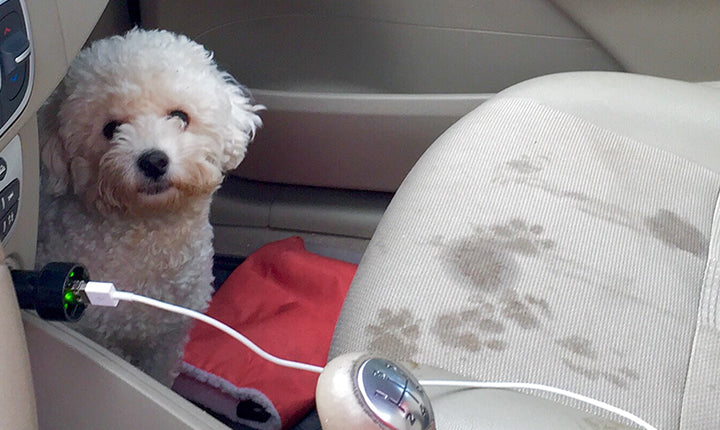Why Using Oxidation Is Better than Enzymes for Pet Stains and Odor