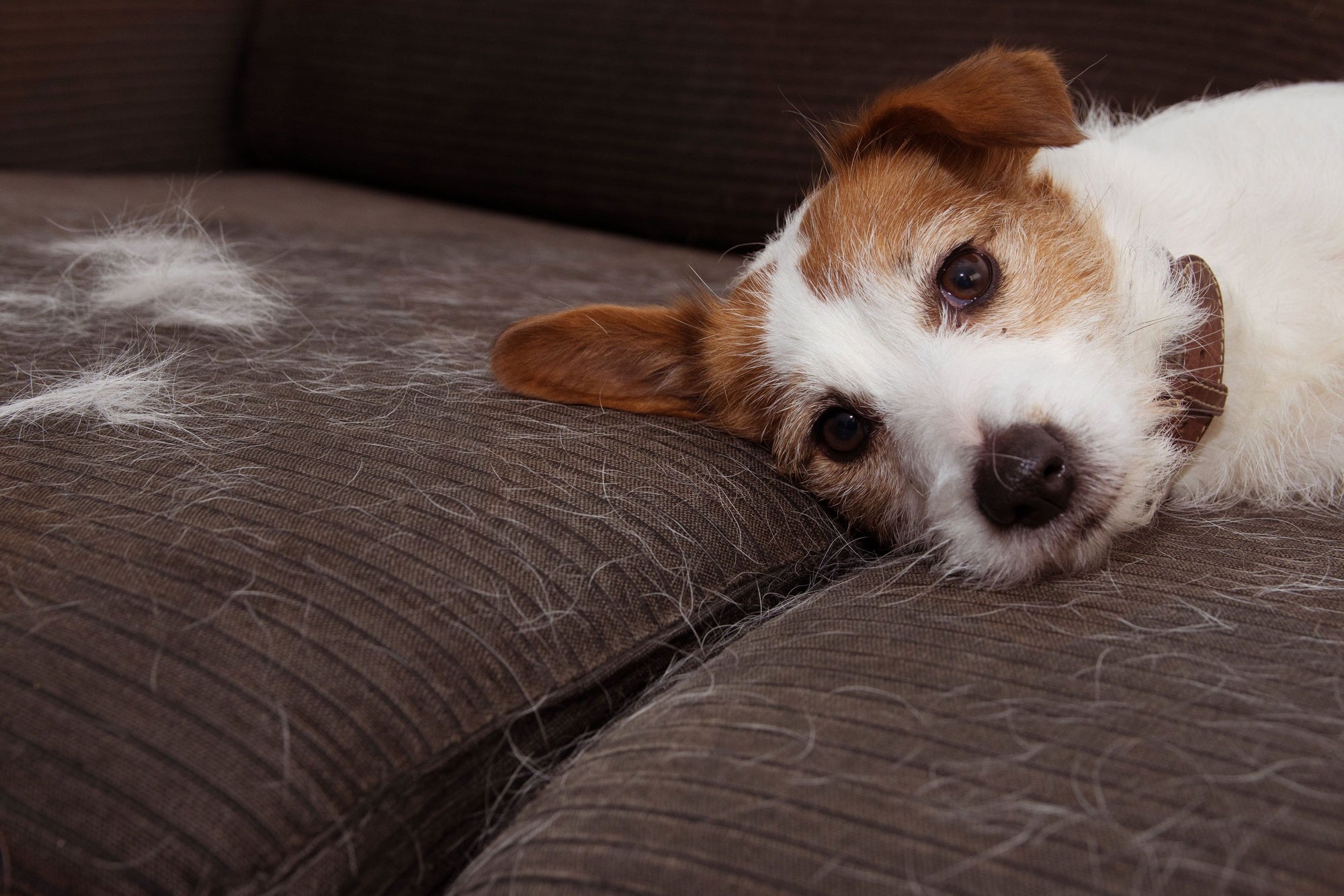 Do Dogs Shed More in the Summer?