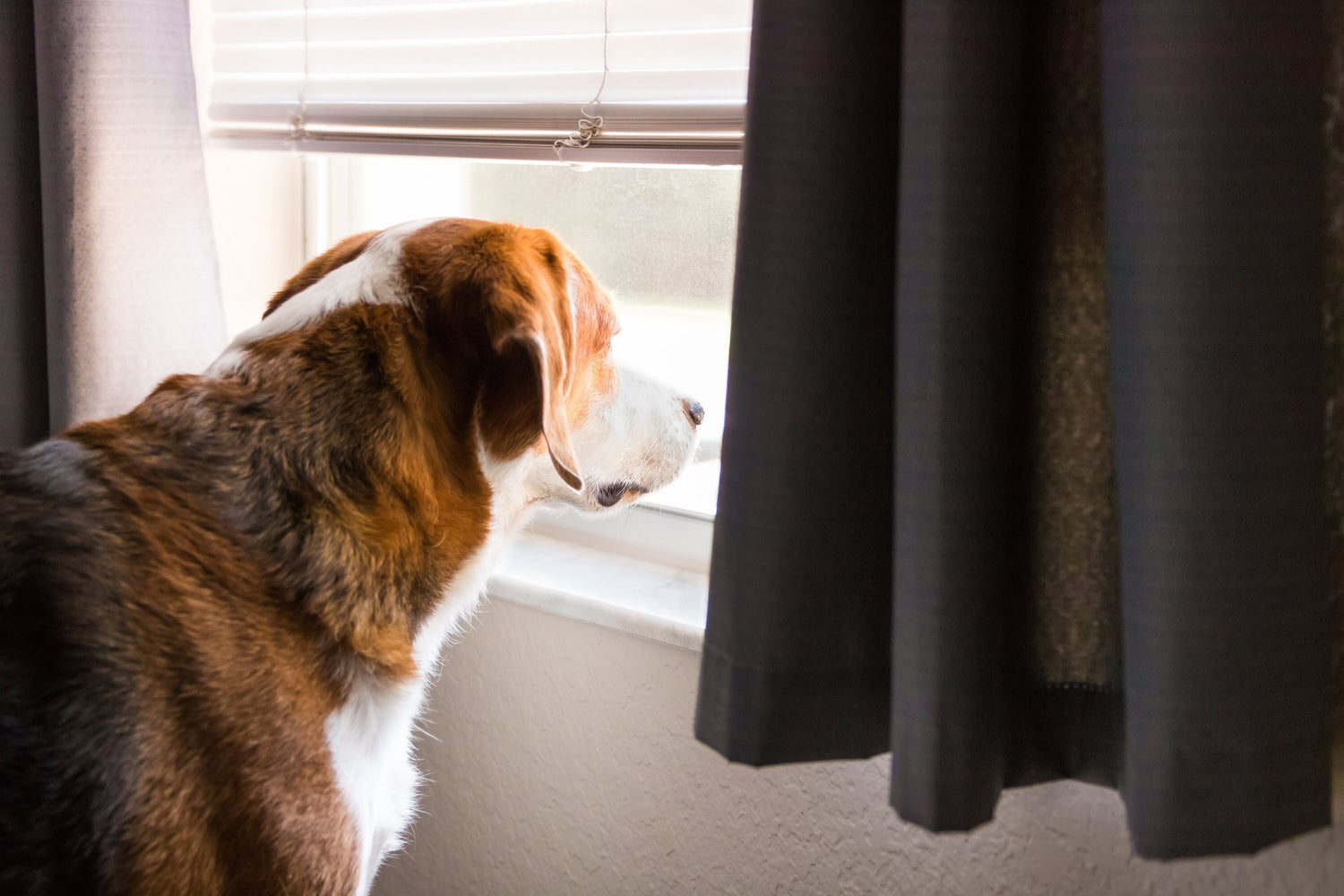 Dog Anxiety: Causes, Symptoms, and Treatments