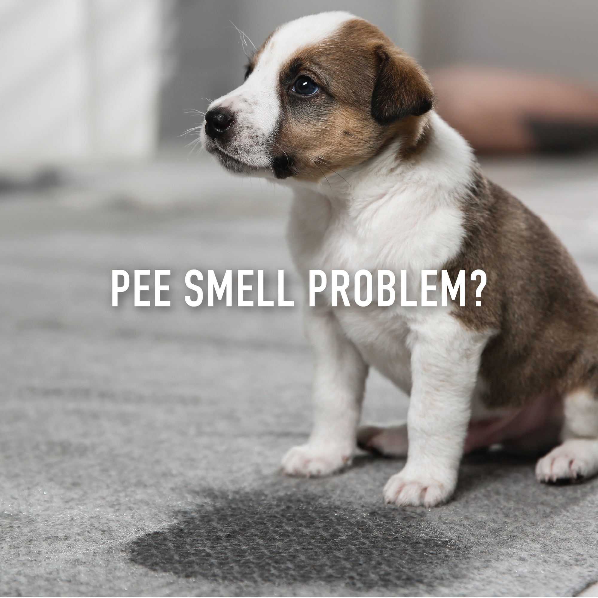 Tired of Smelling Pet Pee?