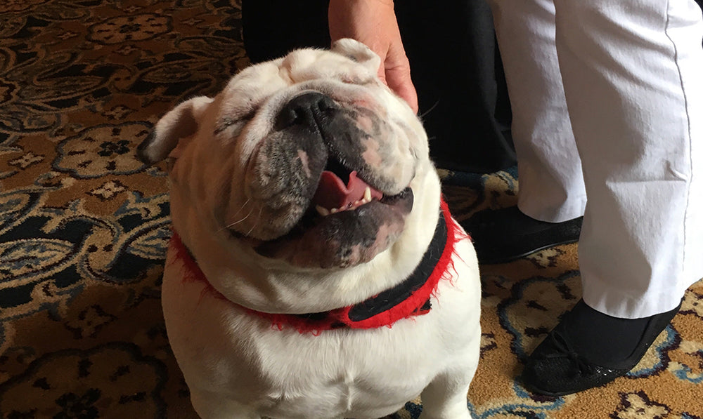 3 Common Reasons Your Dog Is Itchy