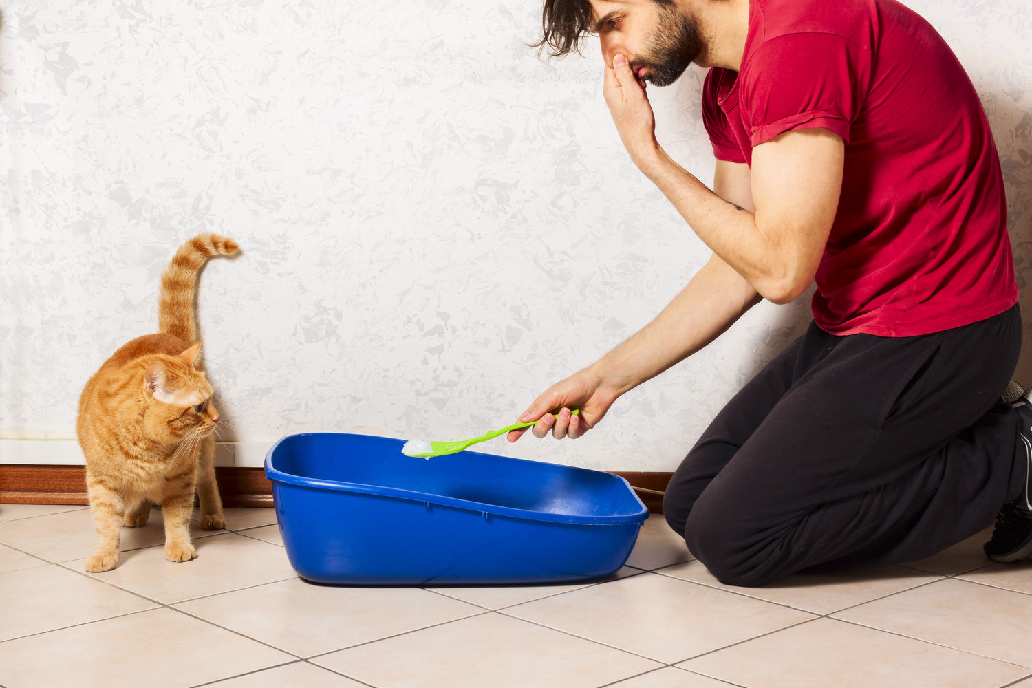 How to Keep Your Litter Box From Smelling